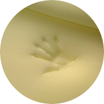 惠州市九生宸家具有限公司