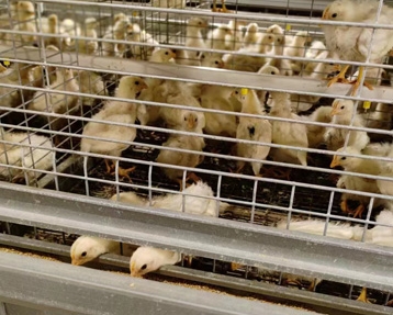 鹤壁市优禽禽业有限公司