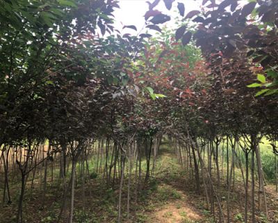 岐山旭敏苗木种植专业合作社