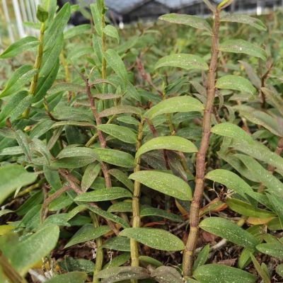 井冈山鑫宇铁皮石斛开发有限公司