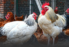 夏邑县同创生态养殖专业合作社