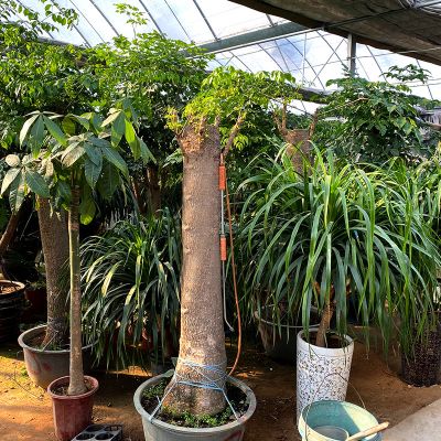 山东新永祥园林有限公司