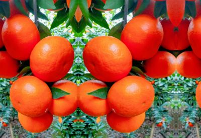 广西南宁市乐民农业科技有限公司