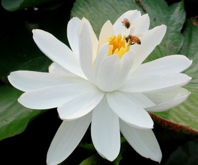 河北碧秀园林绿化工程有限公司