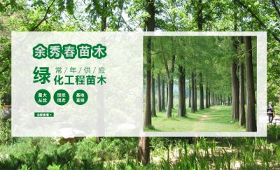 东台余秀春苗木专业合作社