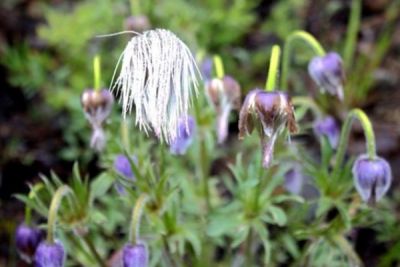 密山市首华药材专业合作社