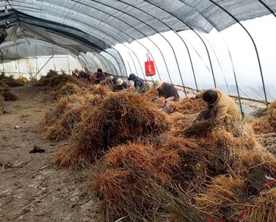 桐乡市永江桑苗专业合作社