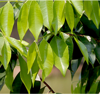 珠海盛瑞农业科技有限公司