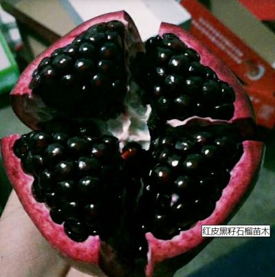 山亭区凫城镇共赢生态家庭农场