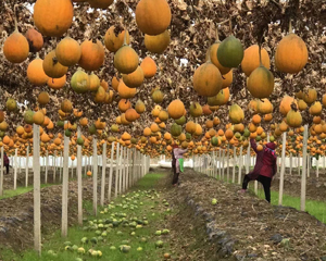 潜山县天宝农业开发有限公司