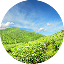 宁城县哈尔沁种植专业合作社