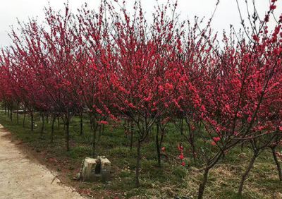 鄢陵县灏淼园林绿化工程有限公司