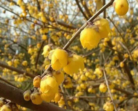 鄢陵县绿广园林绿化工程有限公司