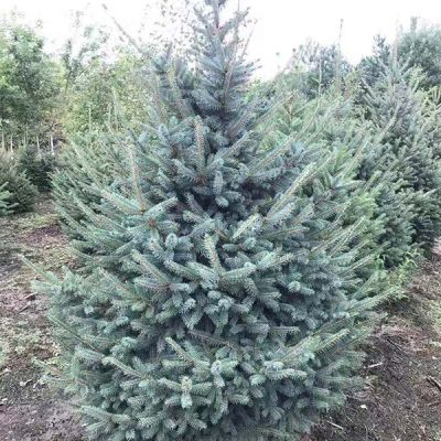 拜泉县龙腾苗木种植专业合作社