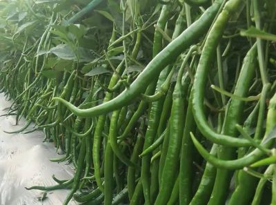 龙口市金马开元种业有限公司