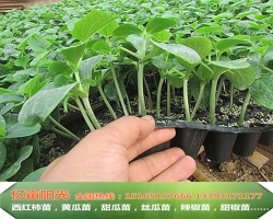 济南亿亩阳光种苗有限公司