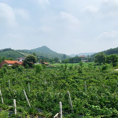 丹东陈老师苗木养植有限公司