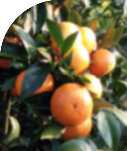 广西南宁明冠农业有限责任公司