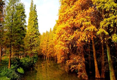 浙江铭森苗木有限公司