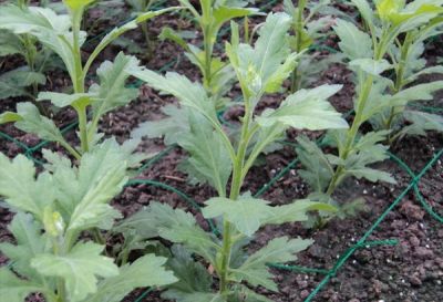 开封市丰禾农业发展有限公司