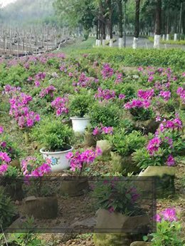 广东万都景观园林工程有限公司