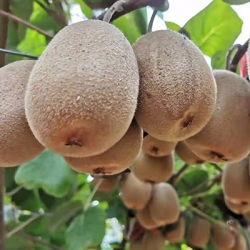 杨凌金艳果蔬专业合作社