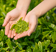 临沂筱易轩茶叶商贸有限公司