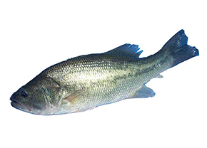 佛山市敦皇水产养殖有限公司