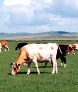 陈巴尔虎旗泰丰生态农牧业有限责任公司