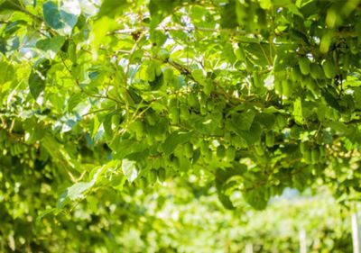 丹东煜森软枣猕猴桃专业合作社