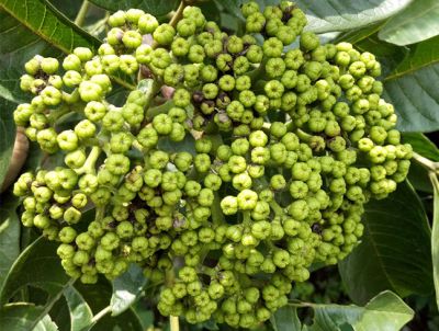 重庆市江津区轩贵花卉种植场