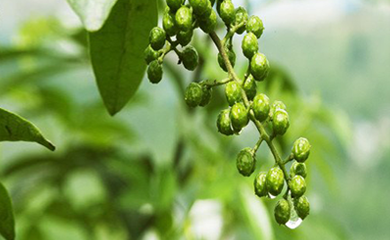 长宁县崛起农业开发有限公司