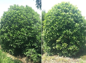 成都谦佳鸿园艺有限公司