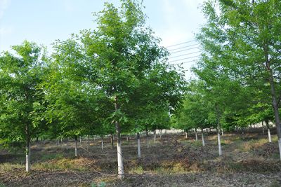 嘉兴易久农业科技有限责任公司