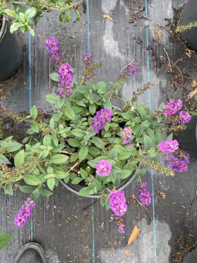 嘉兴市云田园艺有限公司