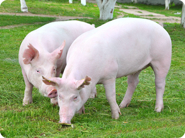 盘锦鑫智农业发展有限公司