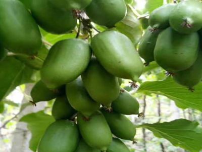 大连山水人家生物生态园有限责任公司