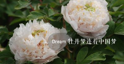 菏泽瑞璞牡丹产业科技发展有限公司