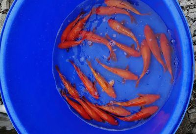 南阳兄弟锦鲤养殖有限公司