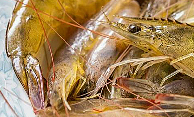 扬州长牌生态水产养殖有限公司