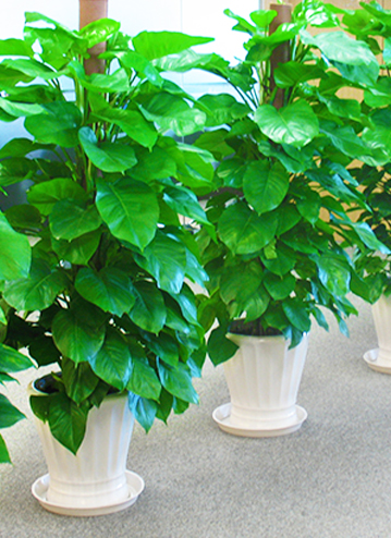 珠海景中景园林景观工程有限公司