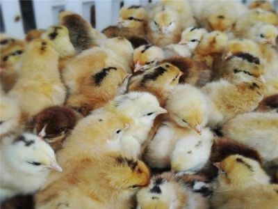 广汉市建成禽业有限公司