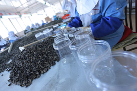 北奇神集团大兴安岭新林绿色产业有限责任公司