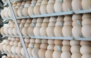 遵化市长城种禽有限公司