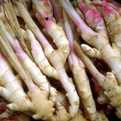 雅安大彤农业发展有限公司