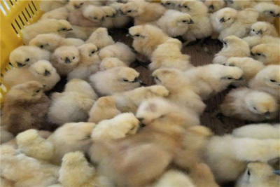 广汉市嘉程禽业有限公司