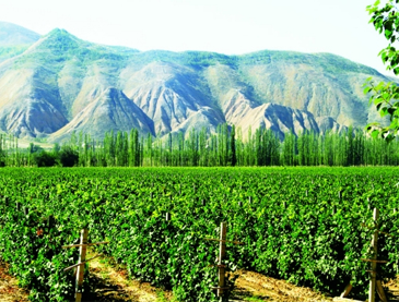 宁夏甘城子葡萄酒业有限公司