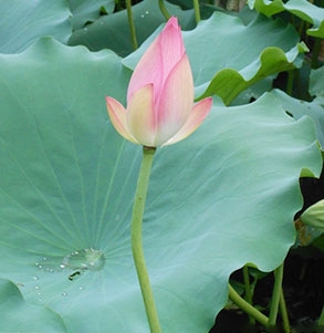 广西怡宸食品有限公司