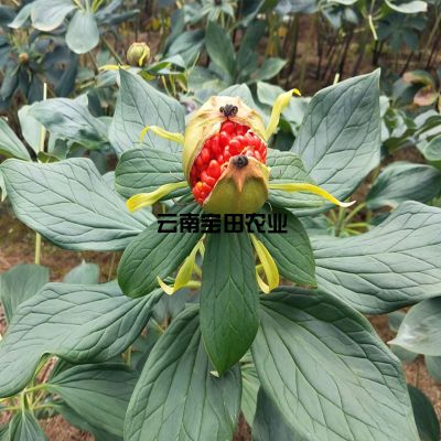 云南宝田农业科技有限公司