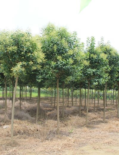 东台市润诚苗木种植有限公司